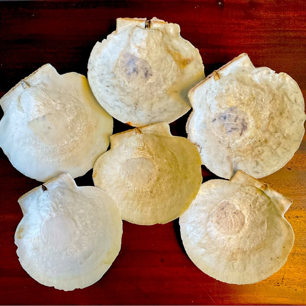 7 Atlantic Deep-Sea Giant Scallop Shells